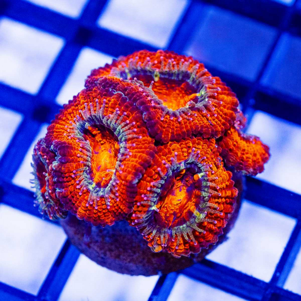  Red Acan Frag