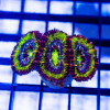 RAR Ultra Rainbow Acan Frag