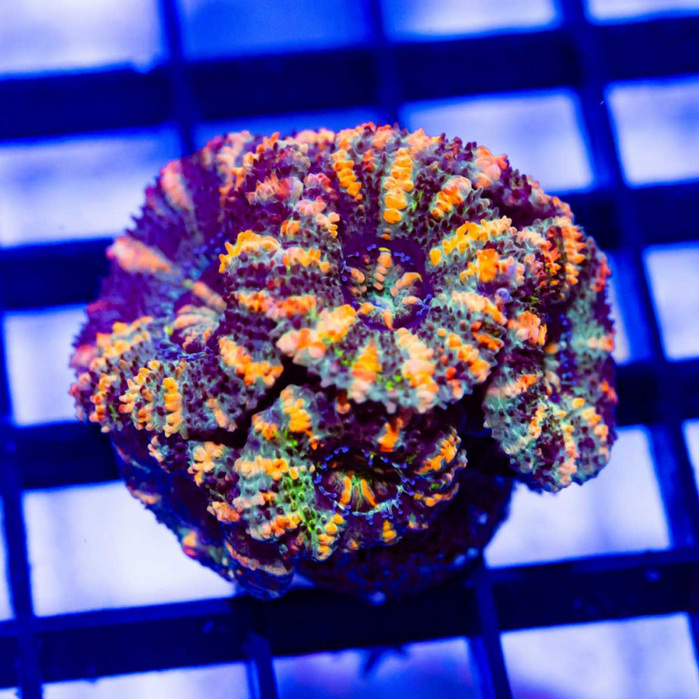  Rainbow Striped Acan Frag