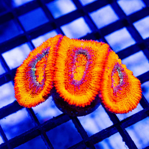 Red Blue Acan Frag