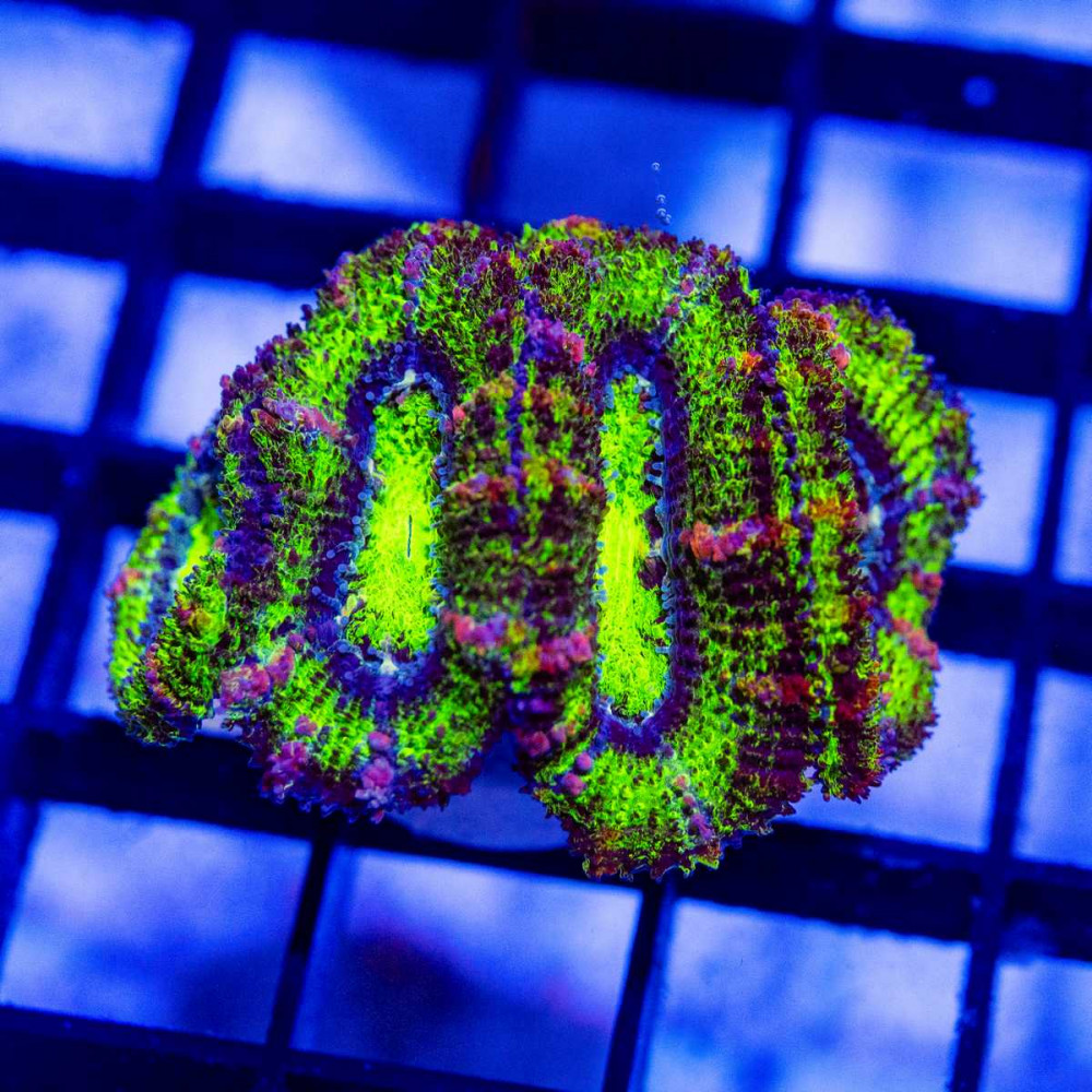  Green Pink Acan Frag