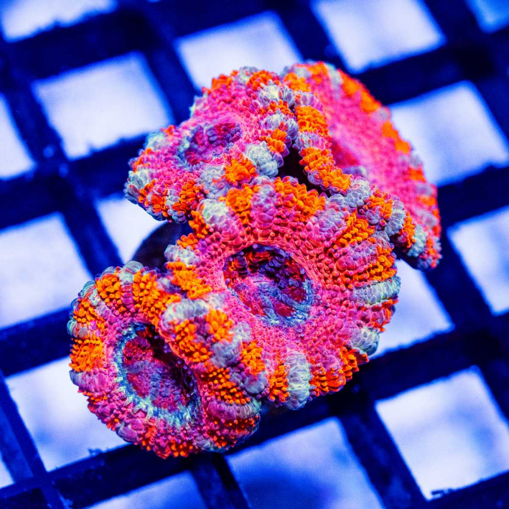  Purple Red Pink Acan Frag