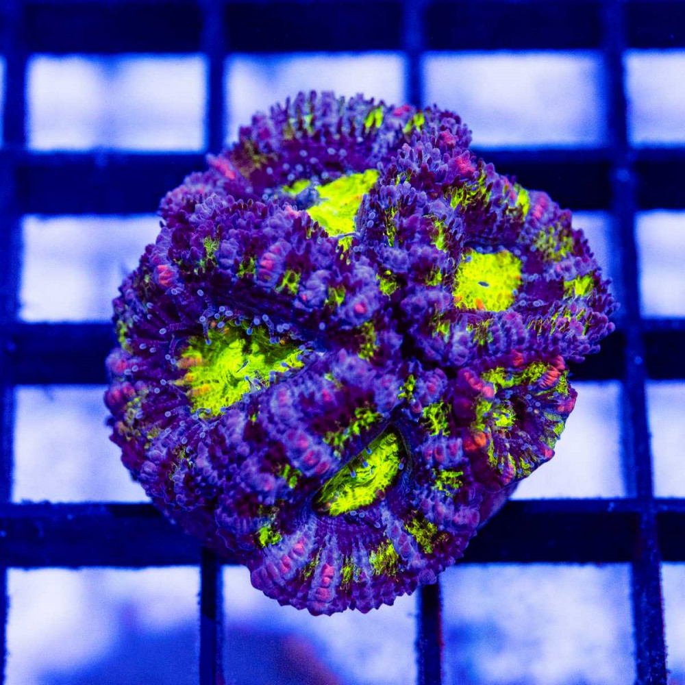  Ultra Rainbow Aсan Frag