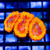 Micromussa Orange Colored