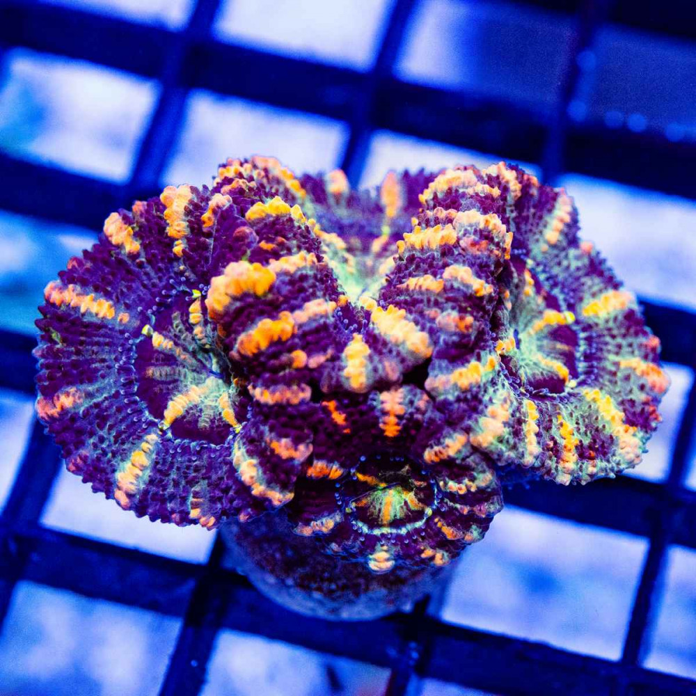  Ultra Rainbow Acan Frag
