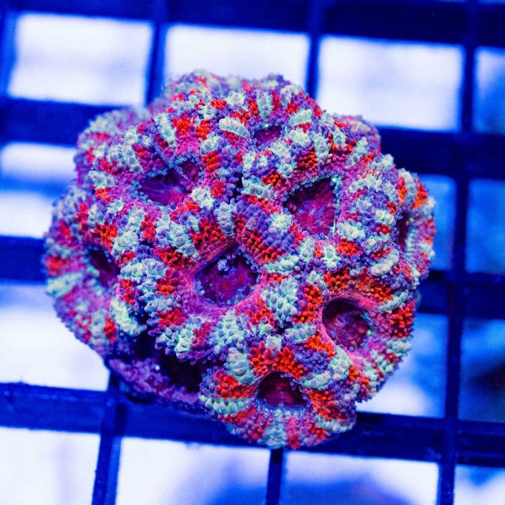  Red Pink Acan Frag