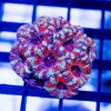 Red Blue Pink Acan Frag