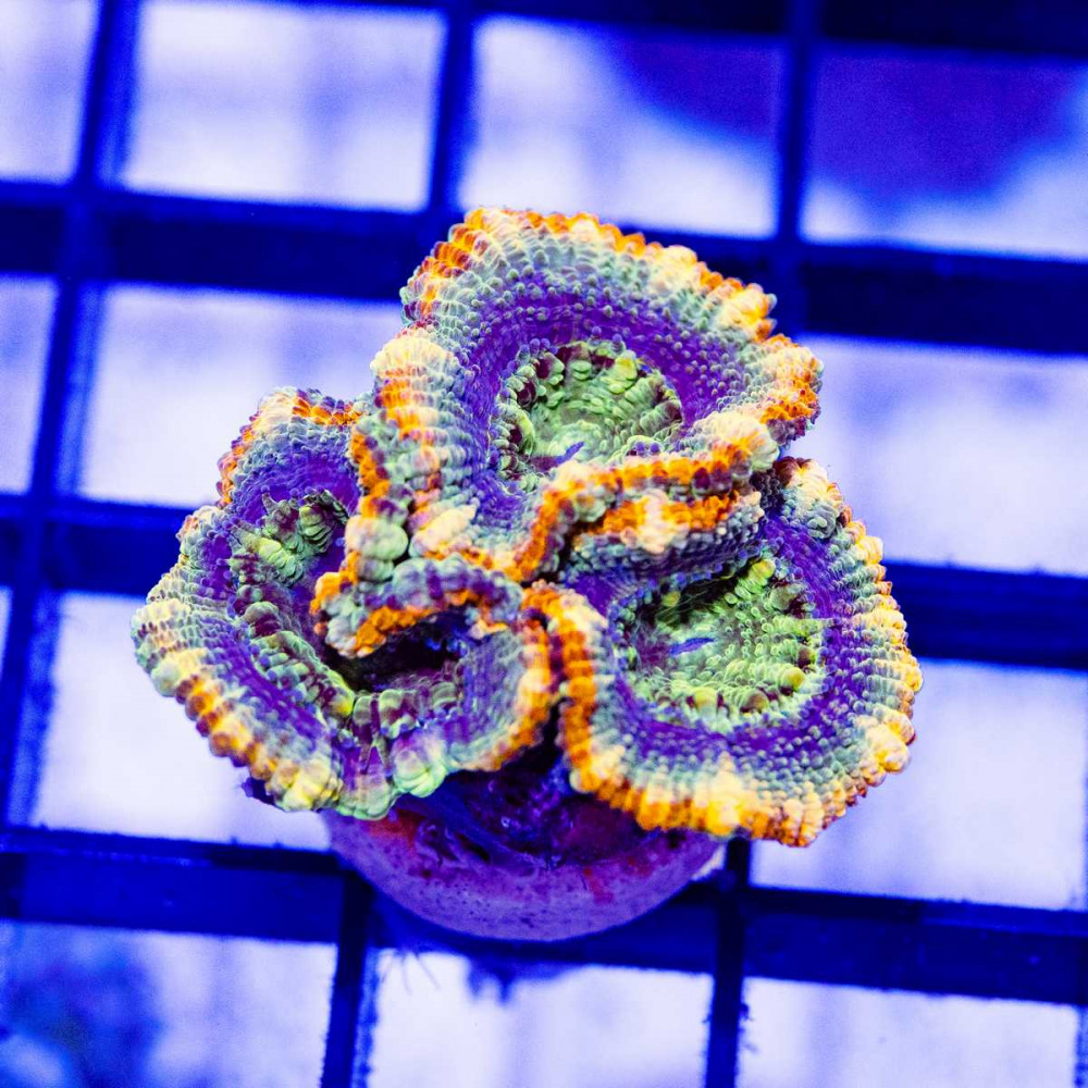  Rainbow Blue Acan Frag