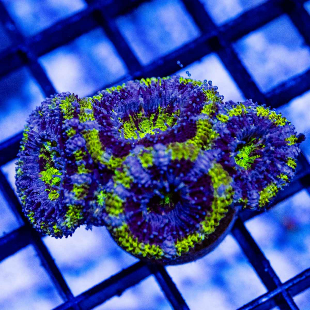  Blue Toxic Green Acan Frag