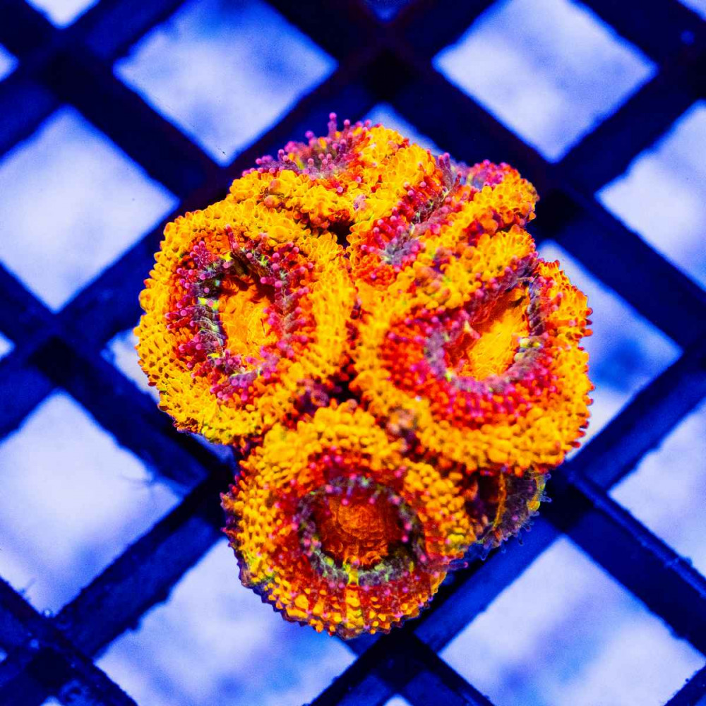  Acan Frag