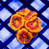 Acan Frag