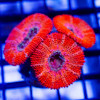 Red Blue Acan Frag