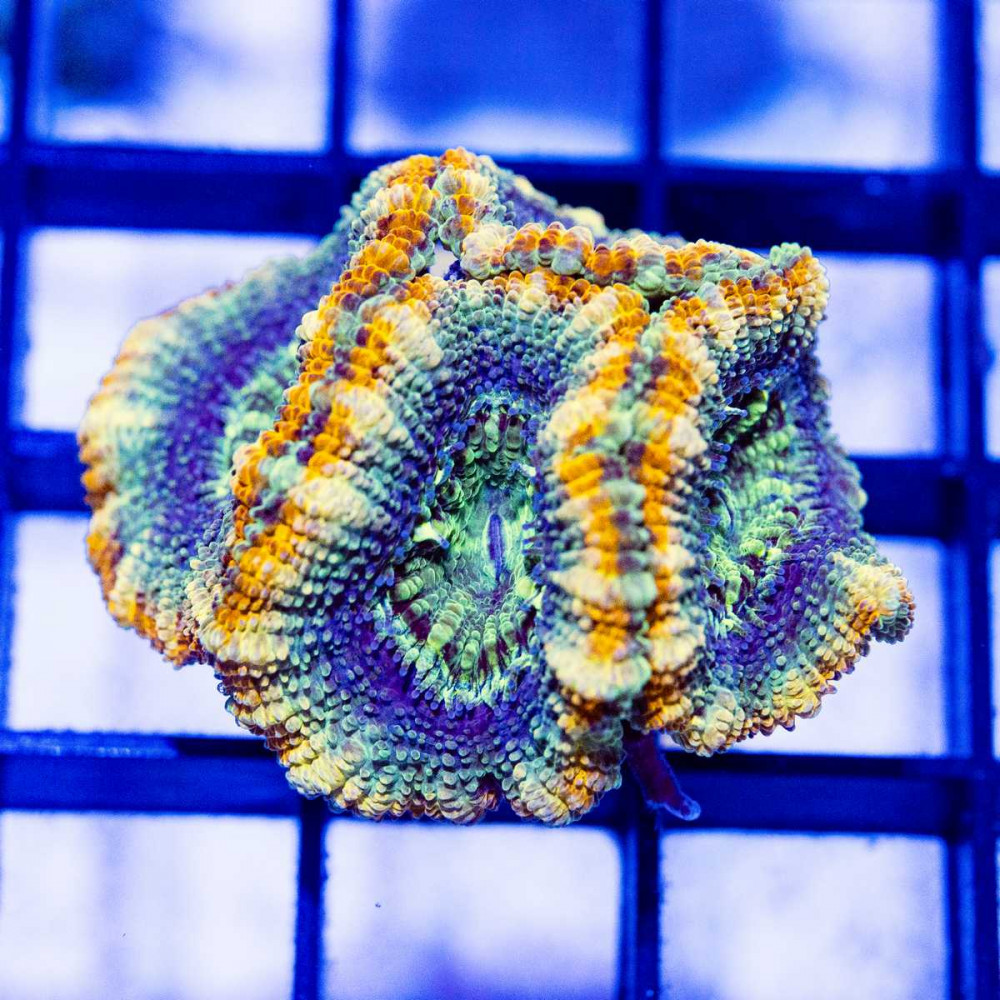  Rainbow Blue Acan Frag