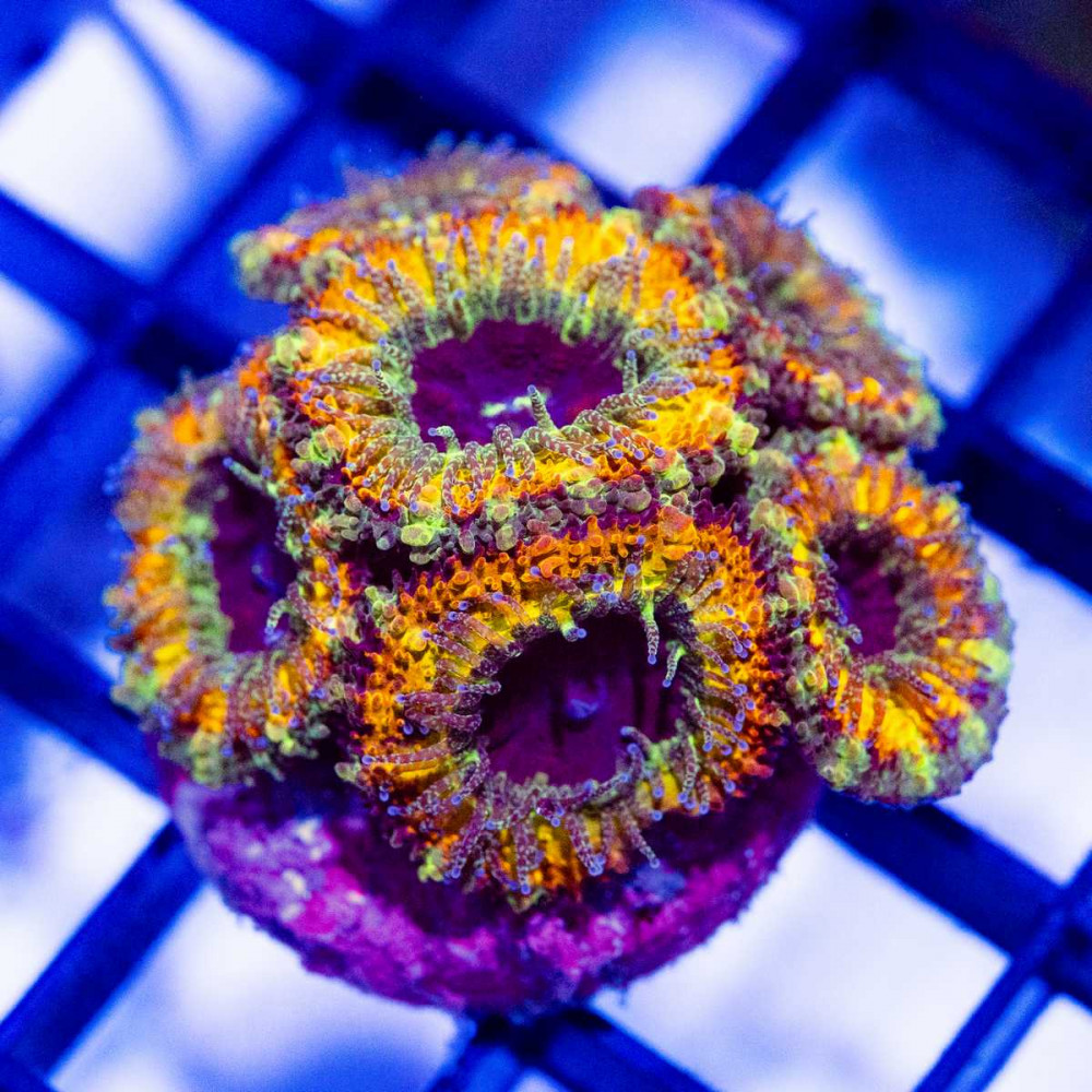  Micromussa Ultra Rainbow