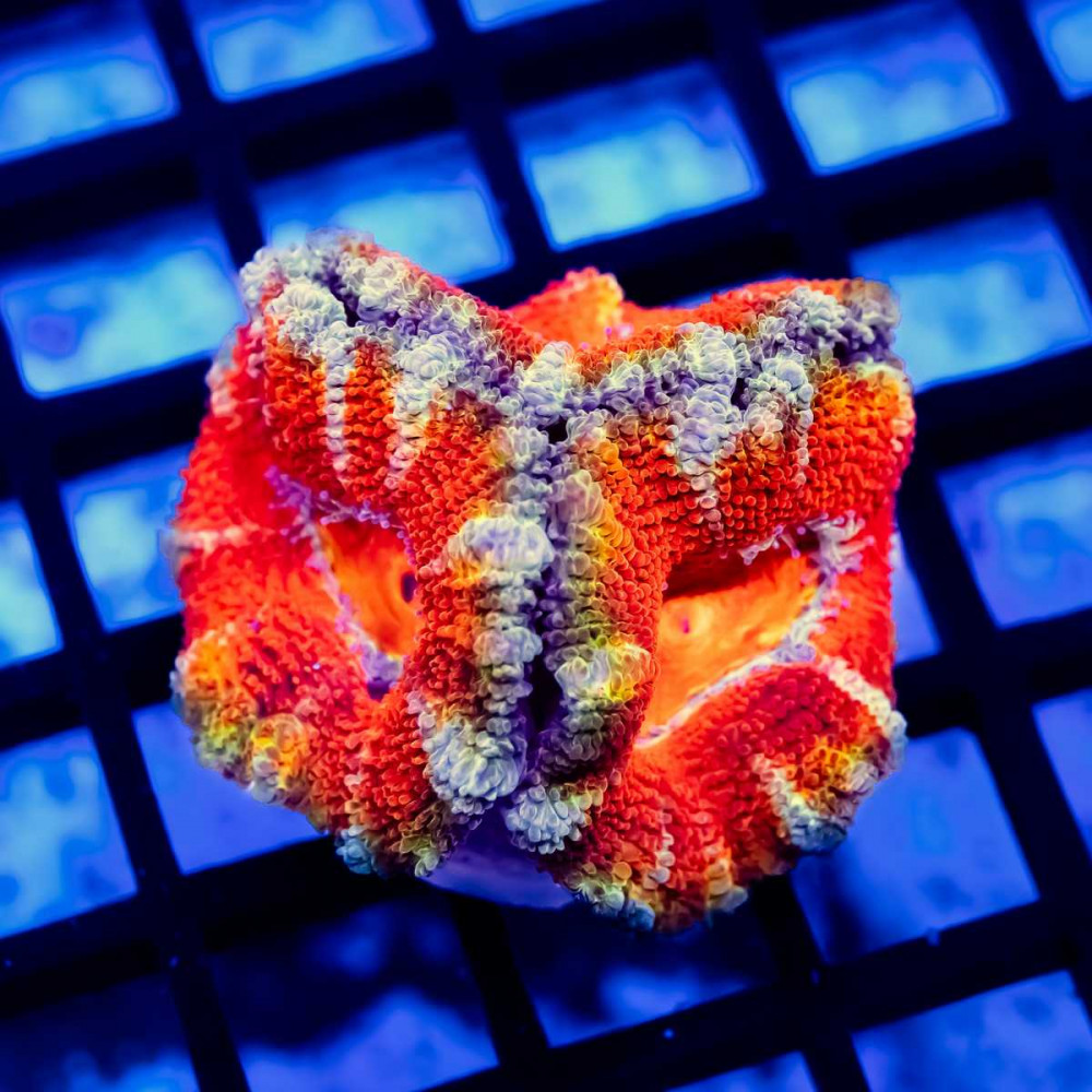 Acan Frag