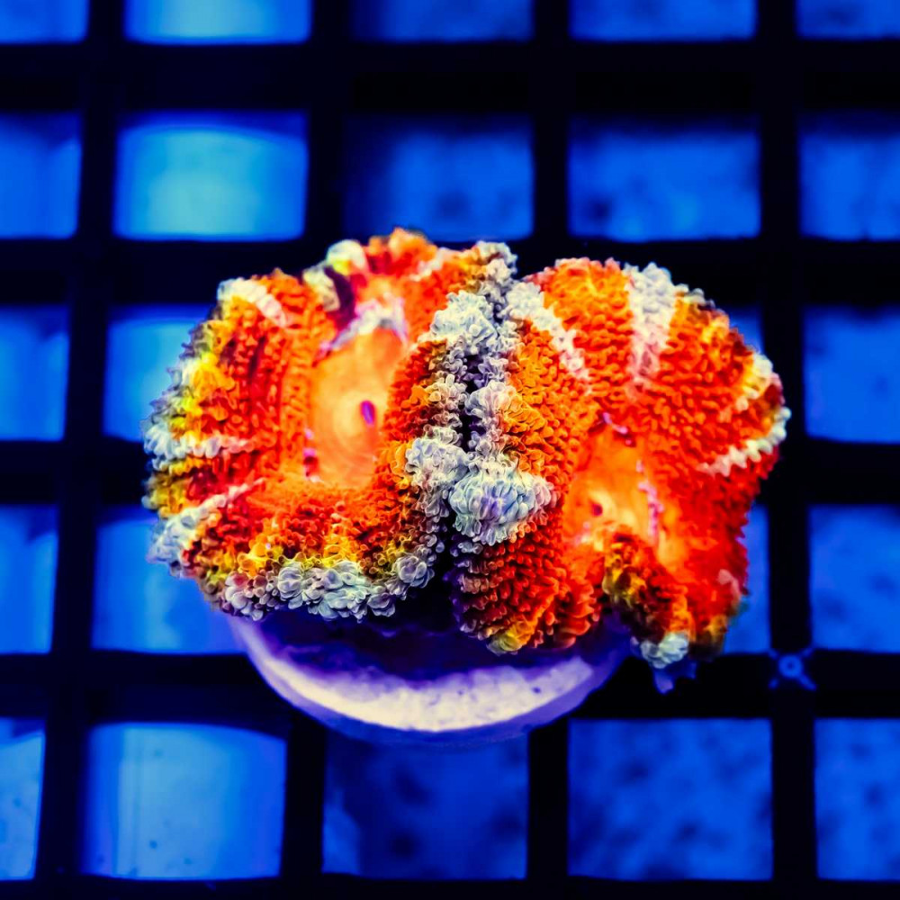 Acan Frag