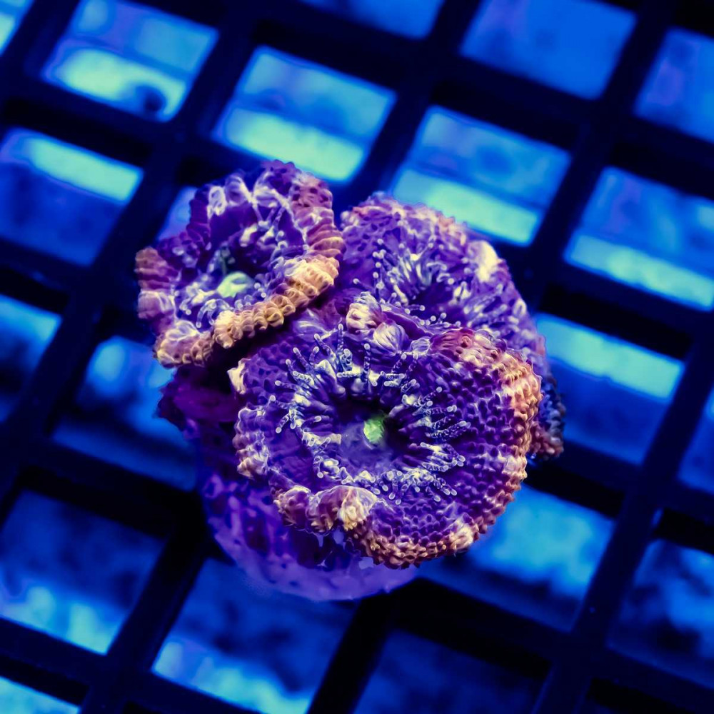 Acan Frag
