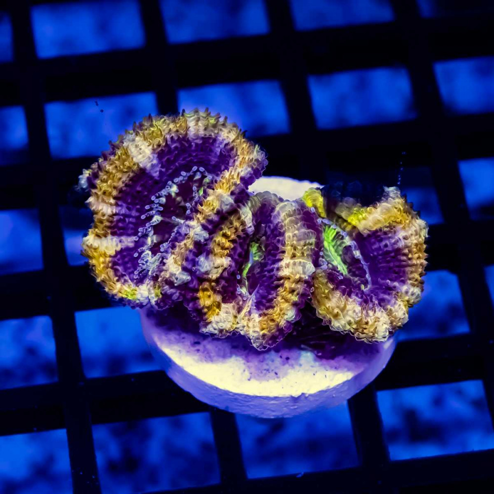 Acan Frag