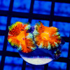 Red Acan Frag
