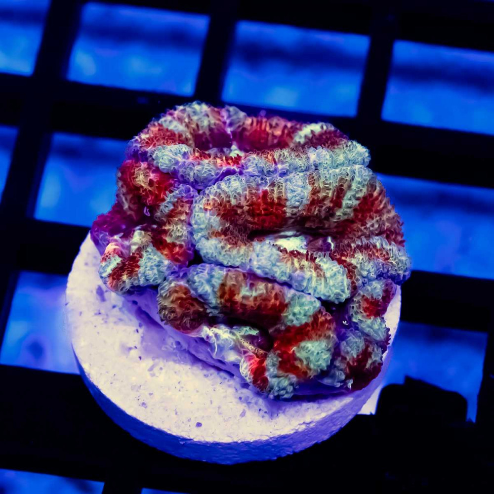 Acan Frag