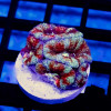 Acan Frag