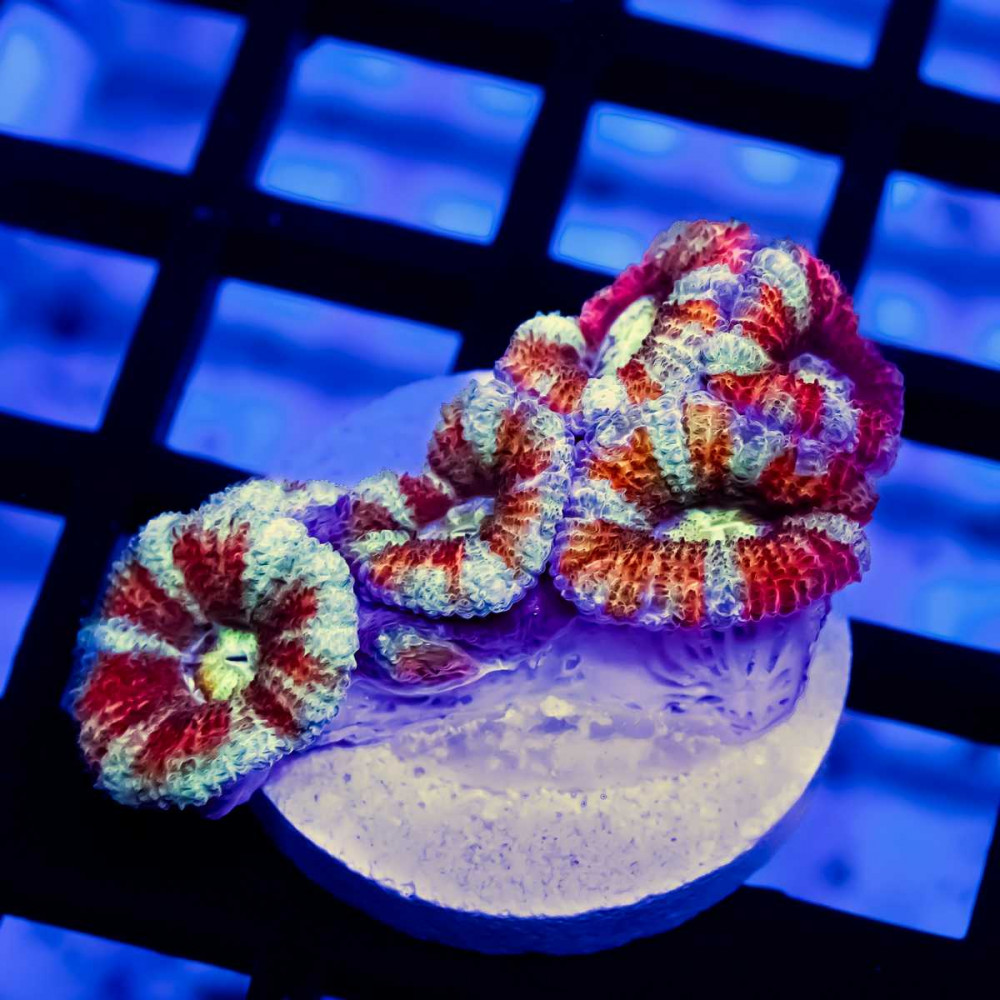 Acan Frag