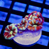 Acan Frag