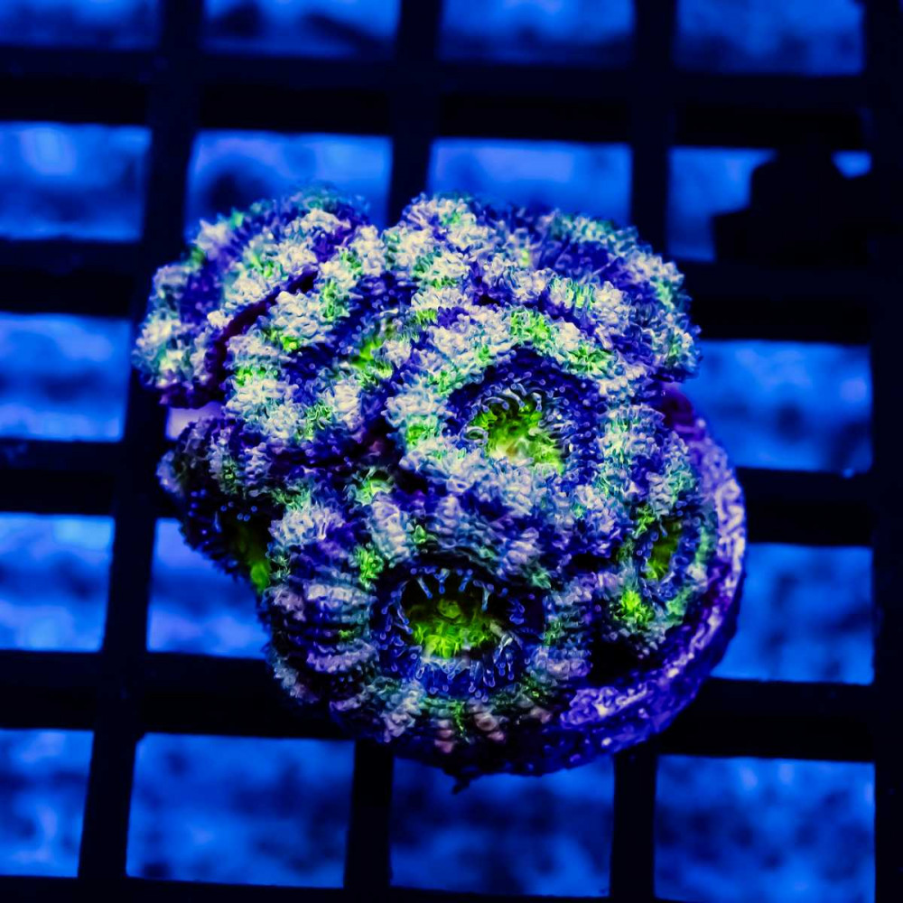 Acan Frag
