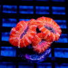 Red Acan Frag