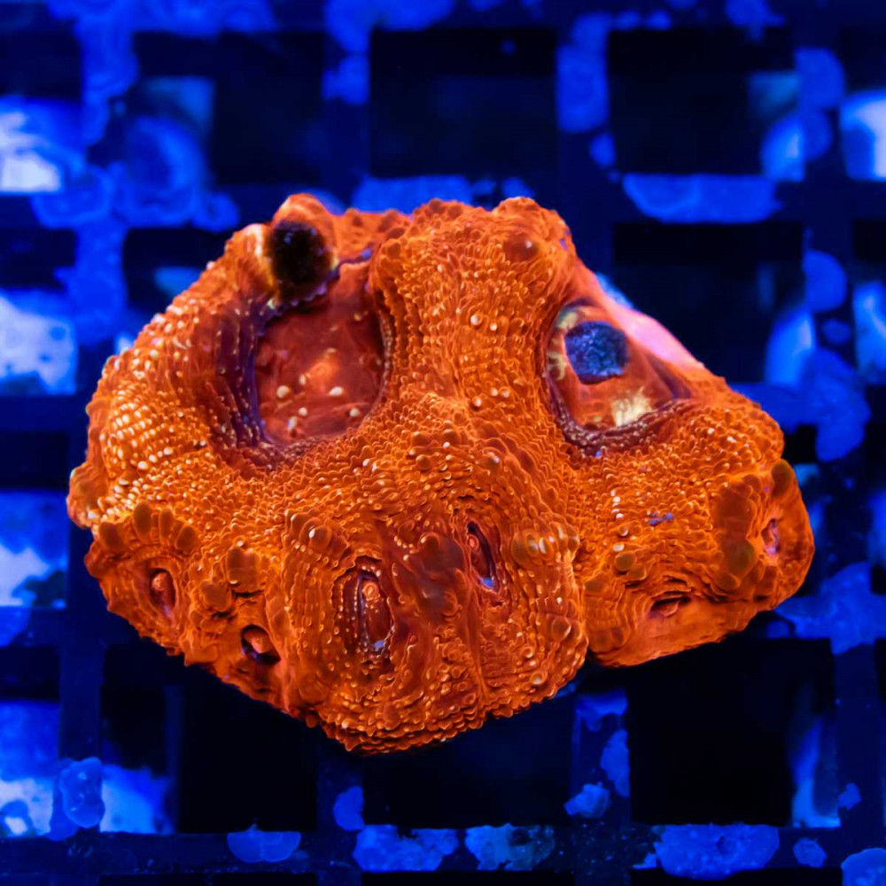 Acanthastrea Bowerbanki - Australia Ultra grade