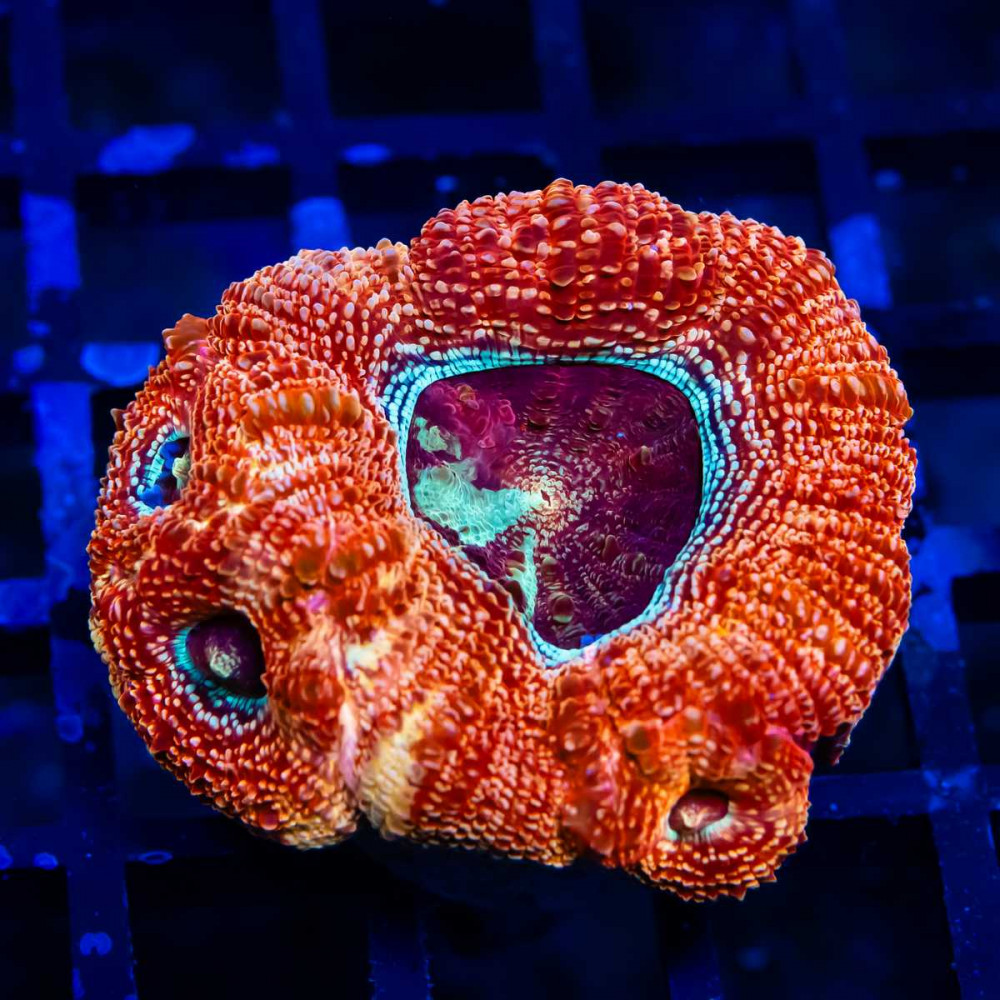 Acanthastrea Bowerbanki Super Contrast Eye Abyss