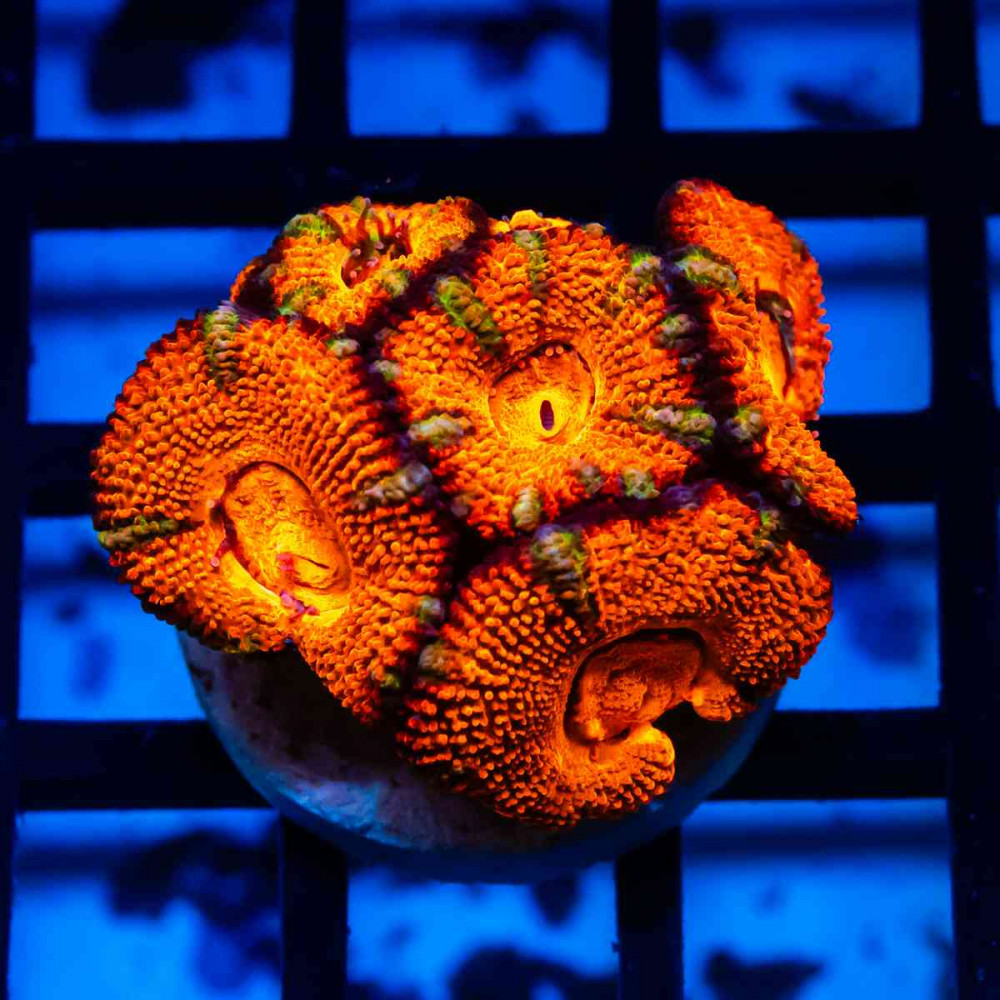 Acan Frag
