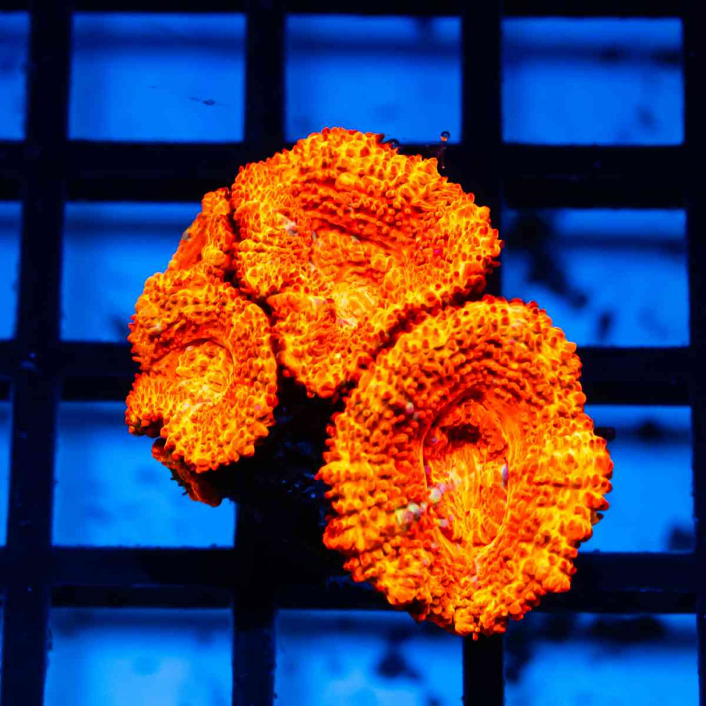Acan Frag