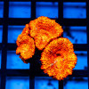 Acan Frag