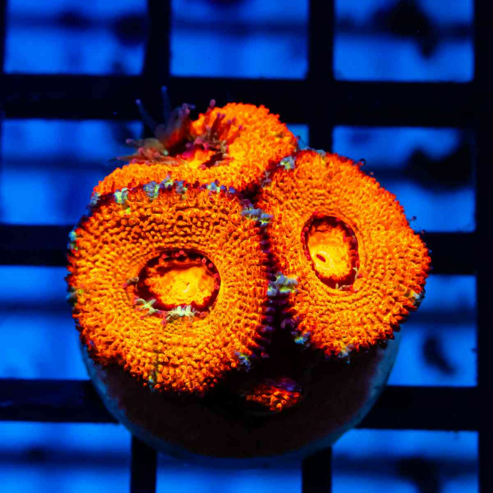 Acan Frag