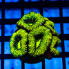 Acan Frag