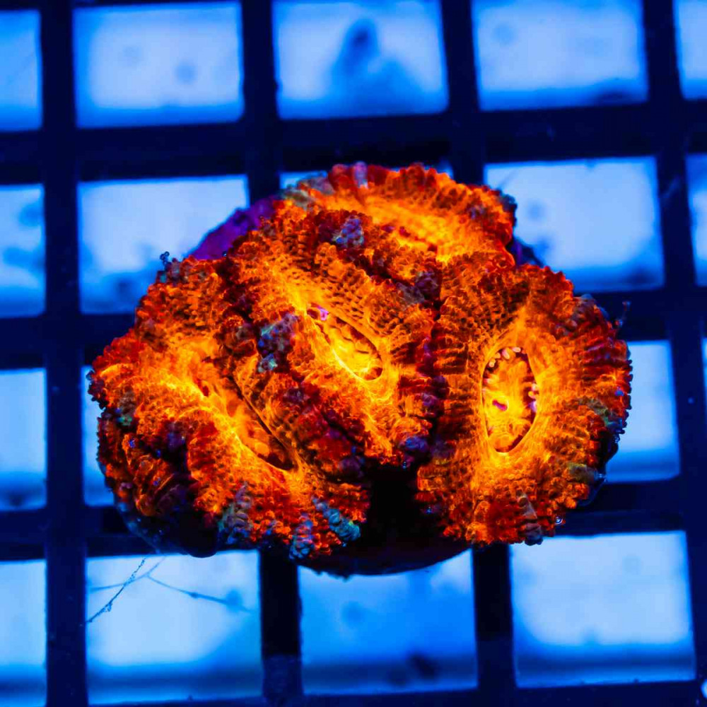 Acan Frag