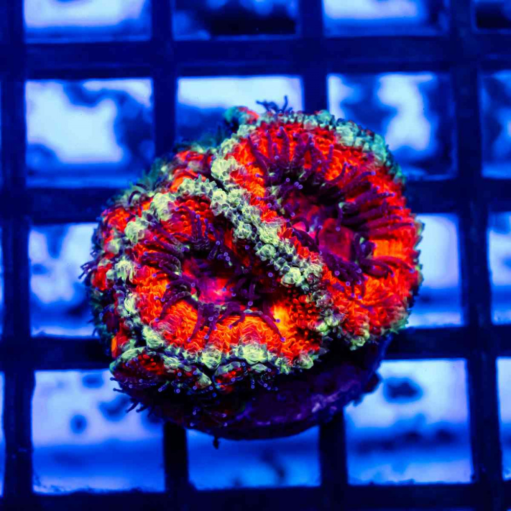 Acan Frag