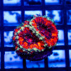 Acan Frag