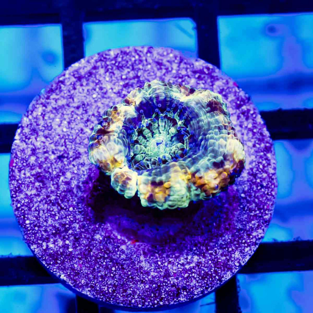 Acan Frag