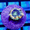 Acan Frag