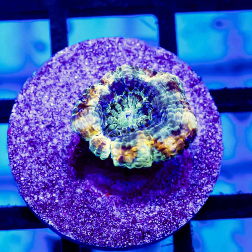 Acan Frag