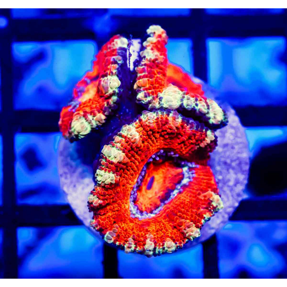 Acan Frag