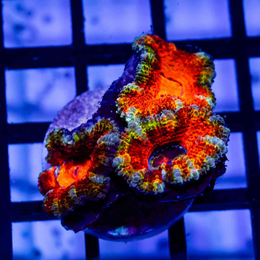Acan Frag