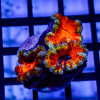 Acan Frag
