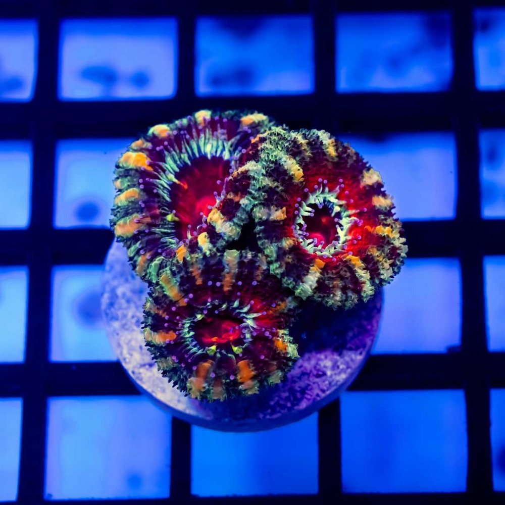 Ultra Rainbow Acan Frag