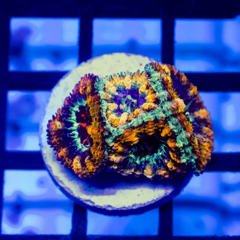  Rainbow Acan Frag