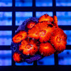 Acan Mini Colony