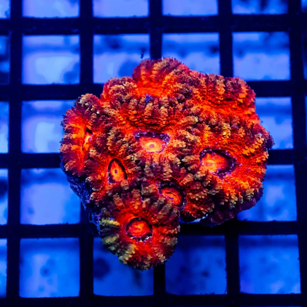 Acan Mini Colony