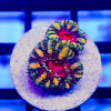 Ultra Rainbow Acan Frag